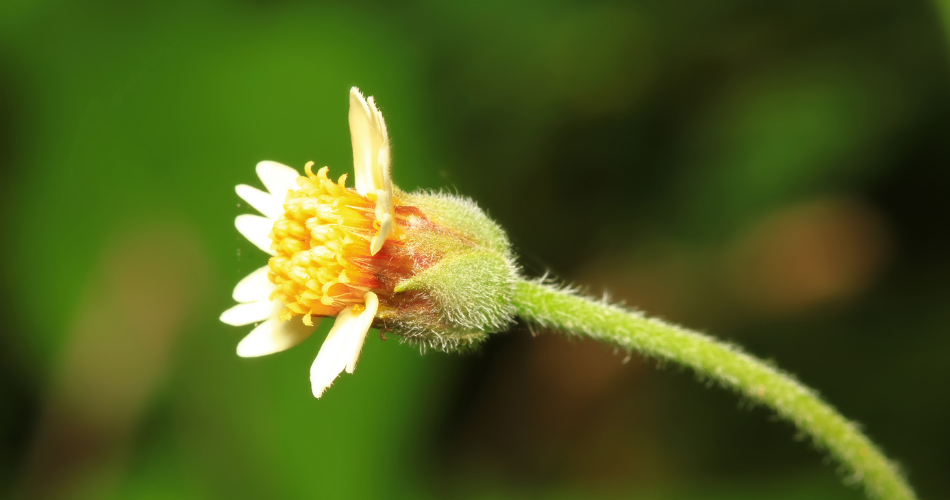 close up of a yellow flower