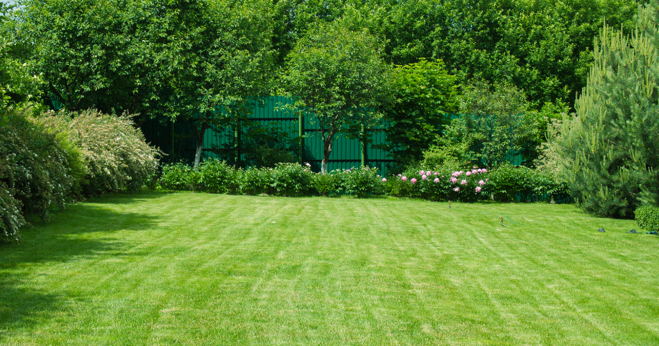 large green lawn flanked by bushes and a fence