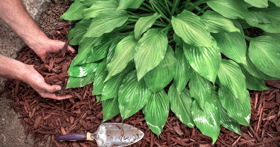 mulch being potted underneath a green plant 