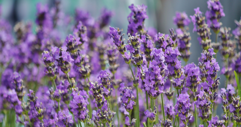 a close up of a lavender plant