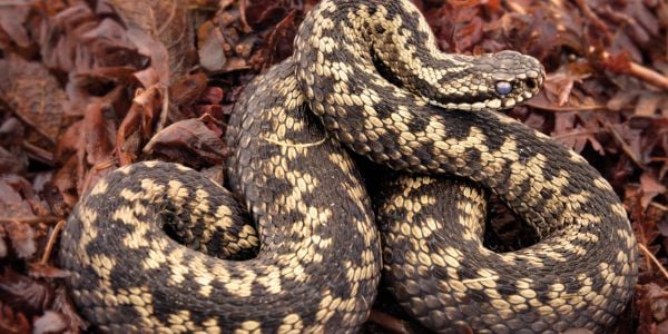Adder_600x300