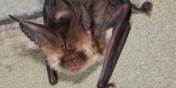 Bat_600x300