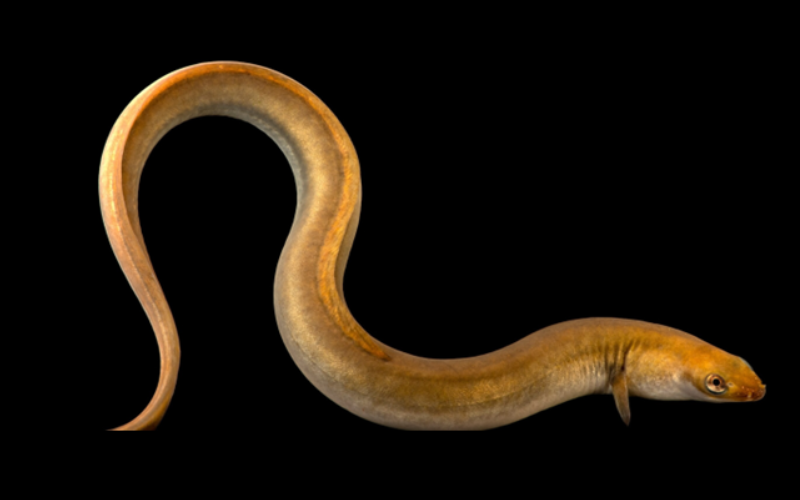 close up image of a European Eel