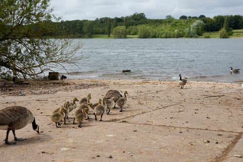 ducks walking into a lake