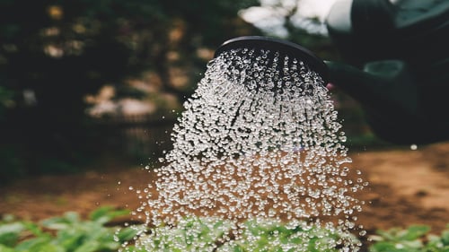A watering can spraying water onto plants