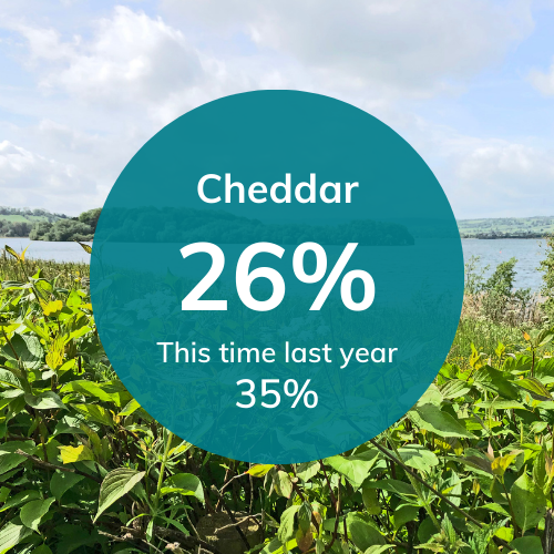 Cheddar_160925