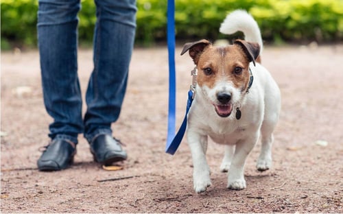Dog_on_lead_at_reservoir