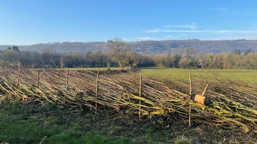 Bristol Water begin hedge laying project to enhance biodiversity at Blagdon Lake