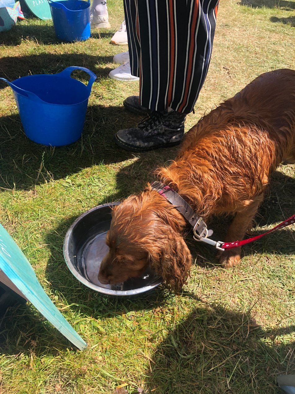 A brown dog drinking from a bowl at the Bristol Water Bar during Bristol Pride 