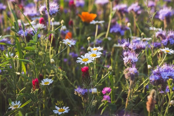 Wildflower meadows