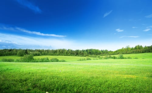 Field of grass and a blue sky