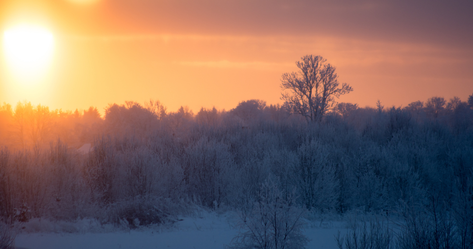 winter sunrise in a frost forest
