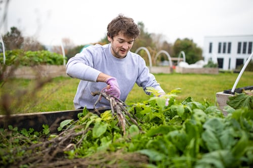 Man gardening in an allotment