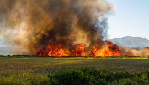forest_fire