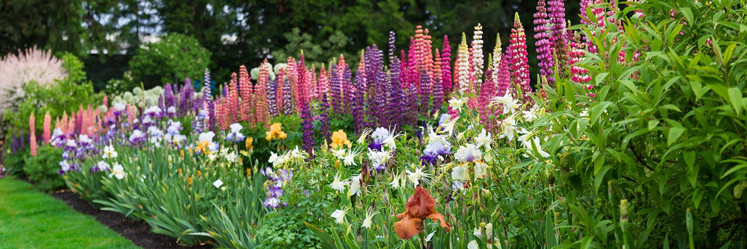 garden_bloom_long