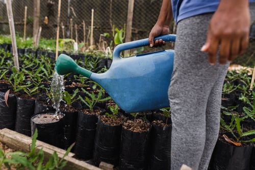 garden_ready_for_summer_watering_can