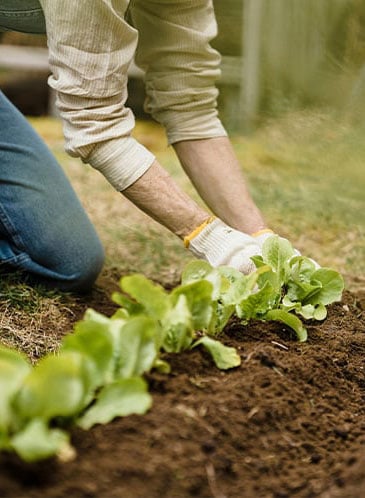 jeans_planting_multi_vertical