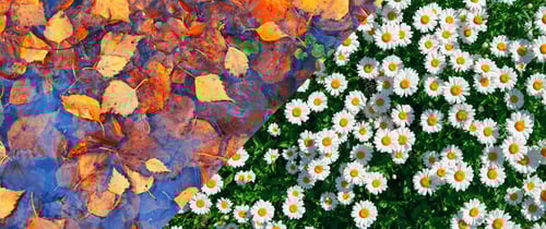 leaves_daisies_banner-1