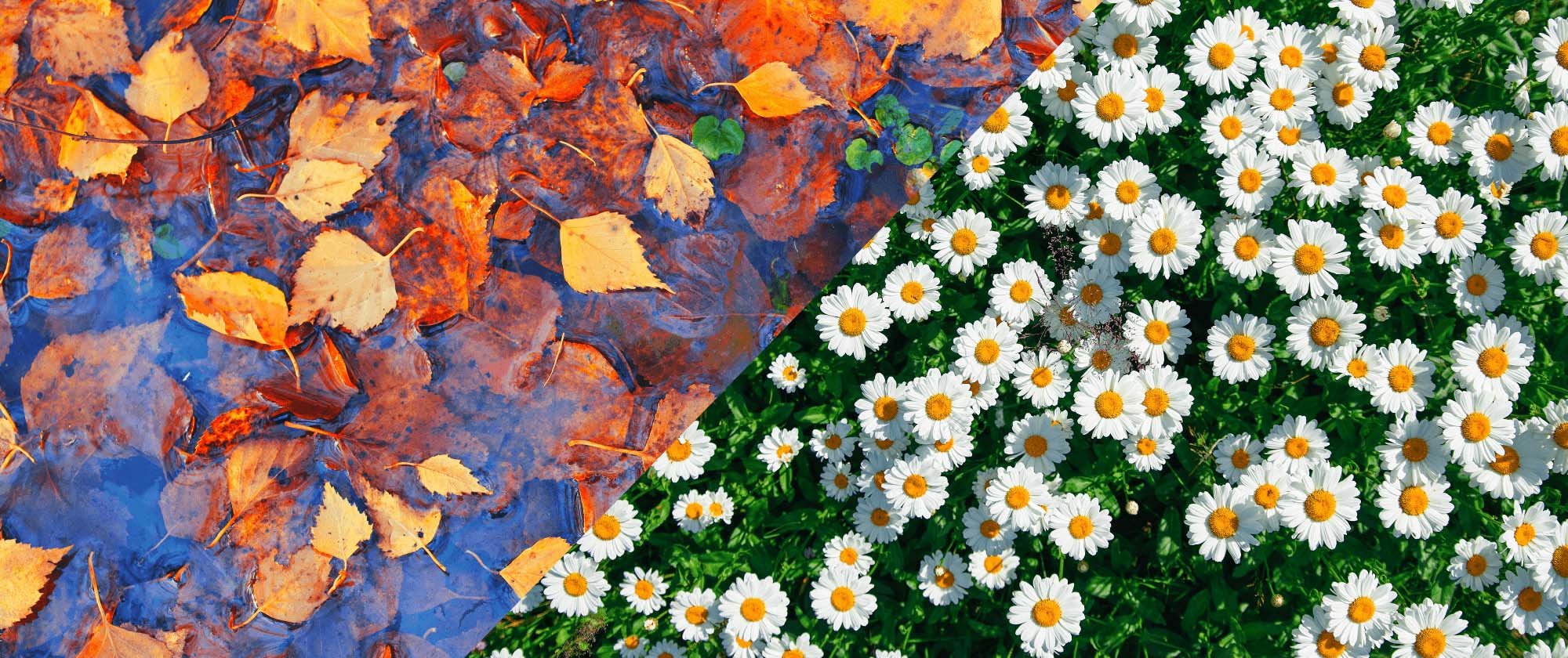 leaves_daisies_banner-1