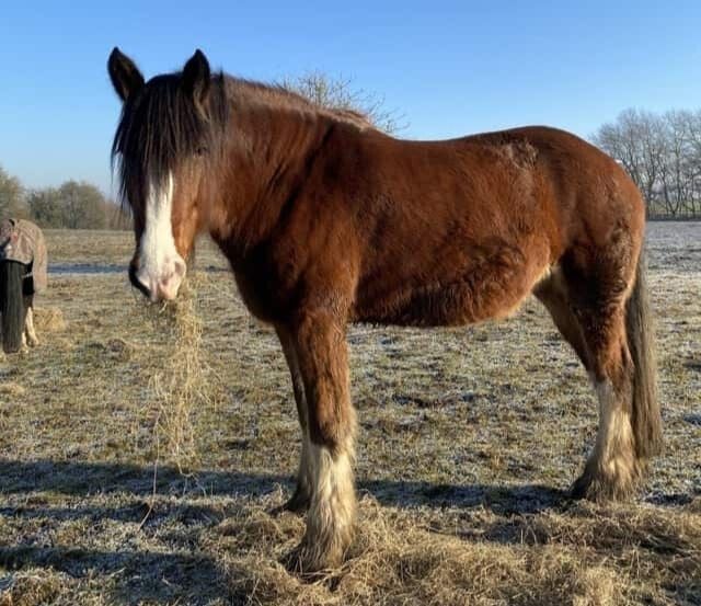 lolly the horse eating hay