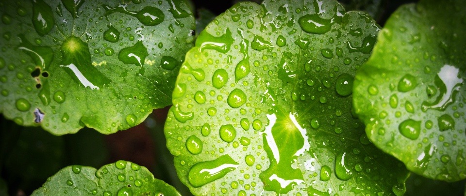 green plant leaves covered in water