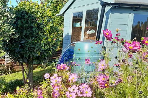 A garden with pink flowers and a water butt
