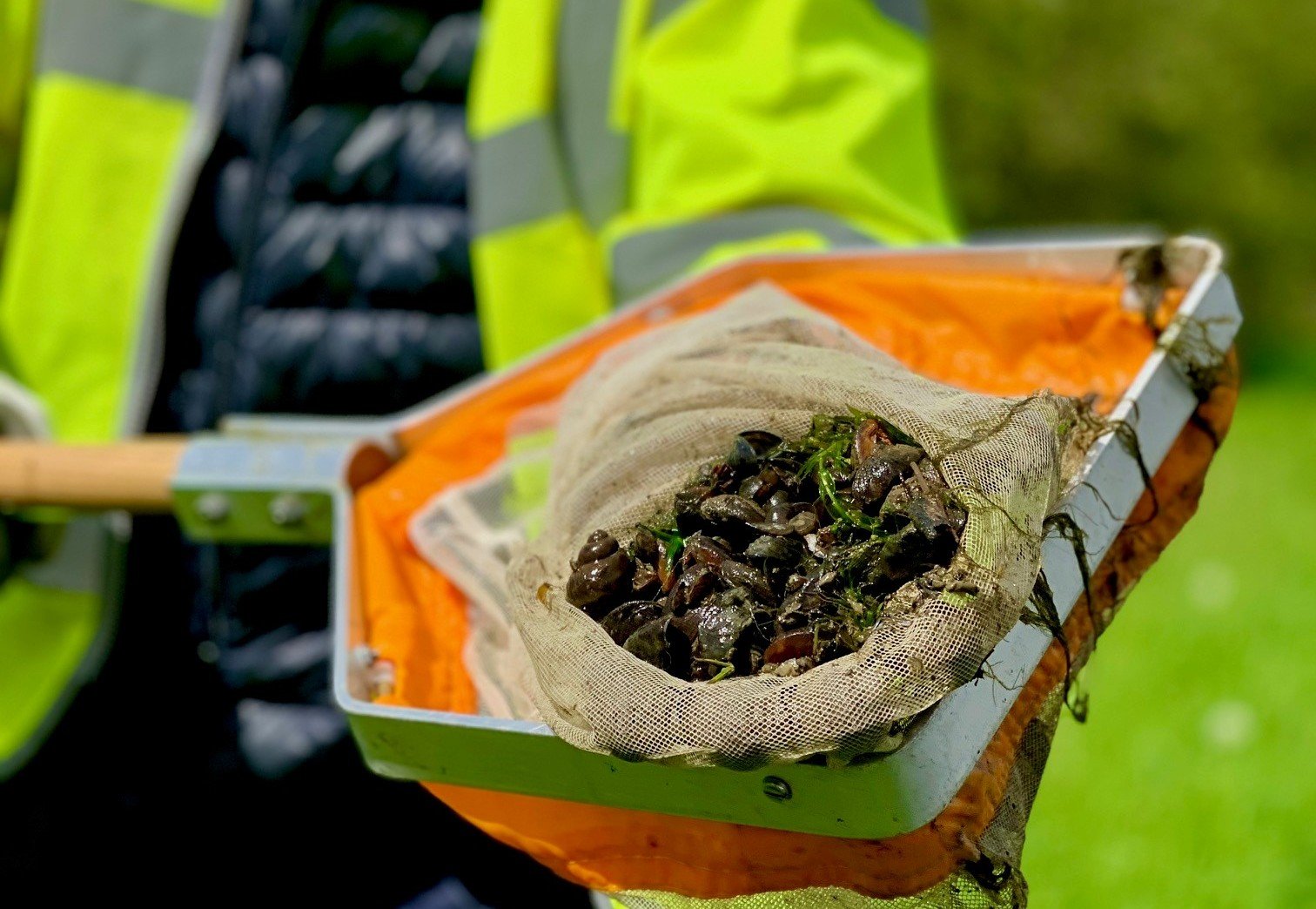 War on Zebra Mussels: meet the tiny shellfish trying to overtake your water supply