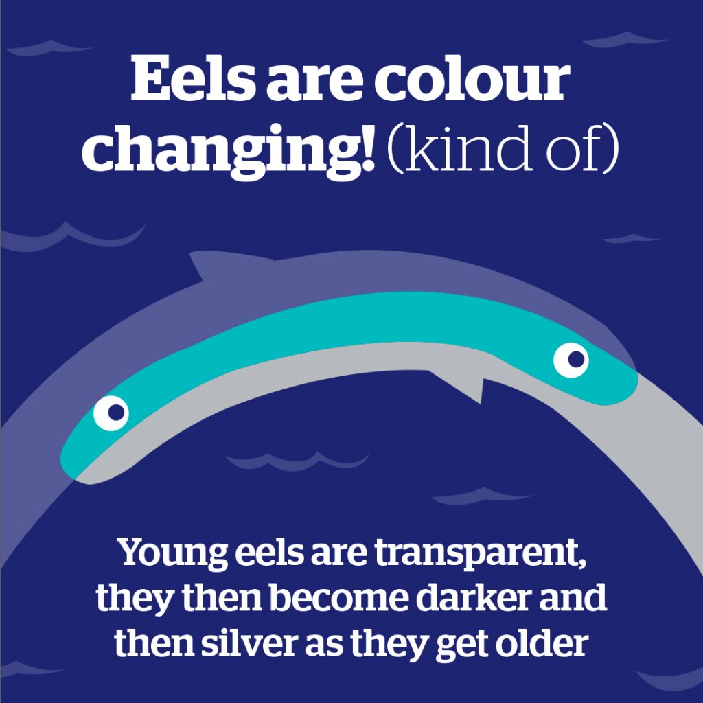 A picture of cartoon eels spelling out the words 'Eels are changing colour (kind of) Young eels are transparent, they become darker and then silver as they get older'