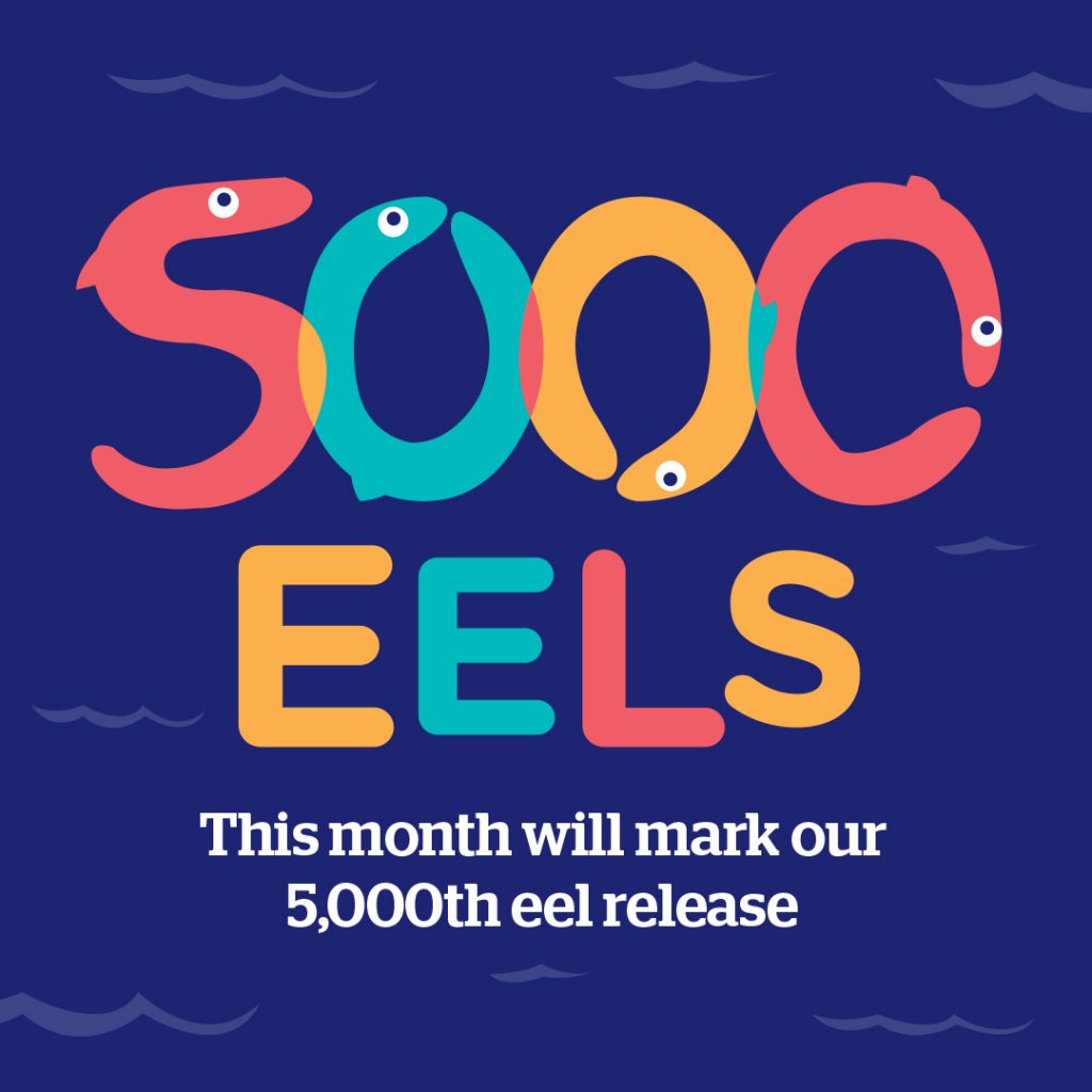 A picture of cartoon eels spelling out the words '5000 eels: this month will mark our 5000th eel release'