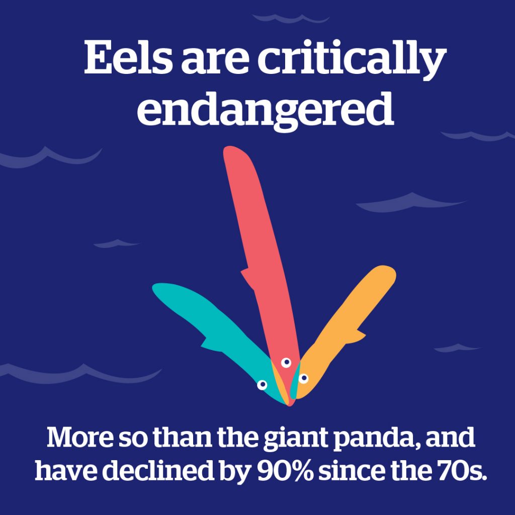 A picture of cartoon eels spelling out the words 'Eels are critically endangered. More so than the giant panda, and have declined by 90% since the 1970's'