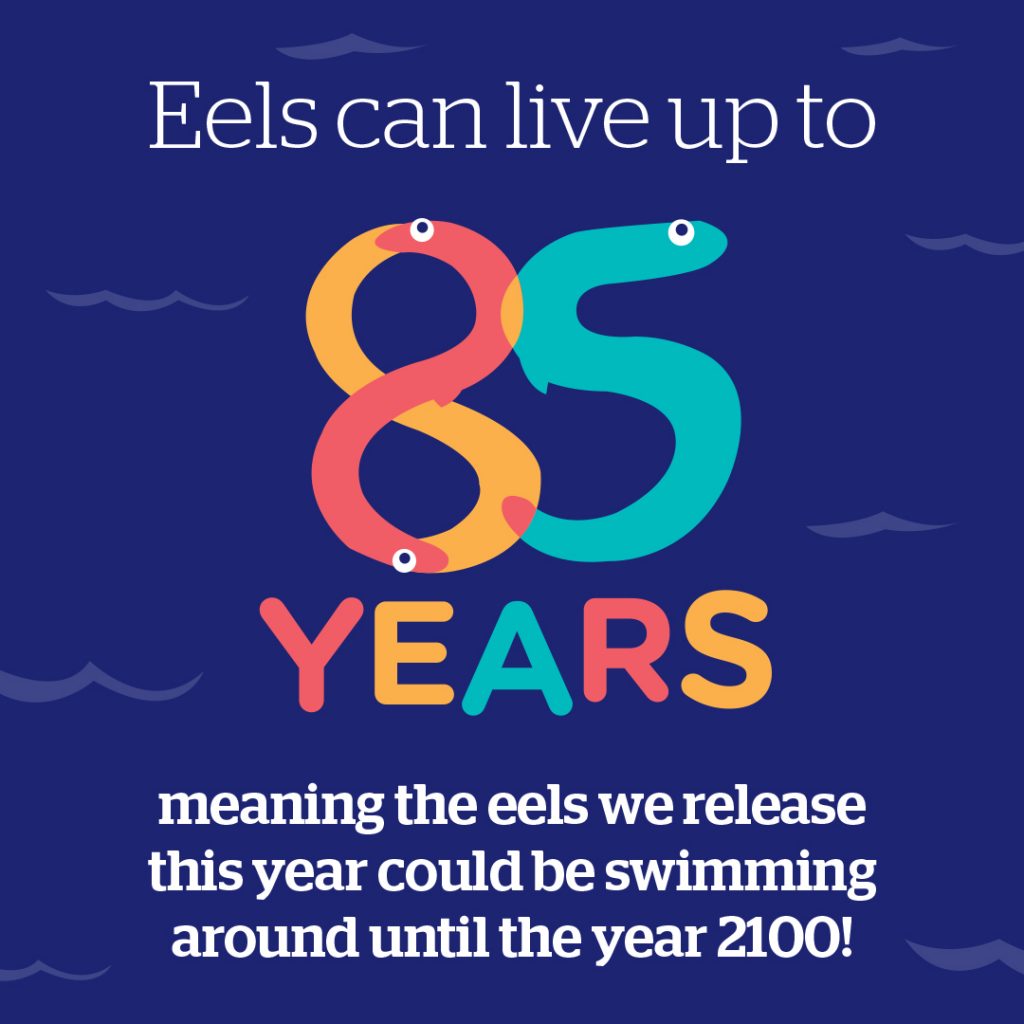 A picture of cartoon eels spelling out 'Eels can live up to 85 years, meaning the eels we release this year could be swimming around until the year 2100'