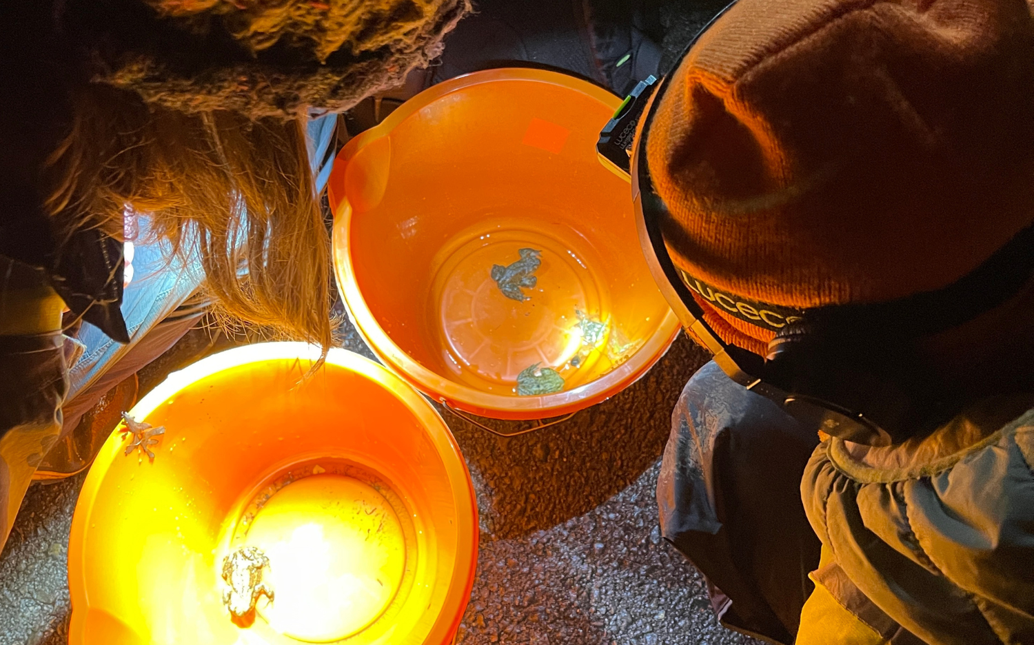 Toad Patrol at Chew Valley Lake: a ribbiting night at the res!