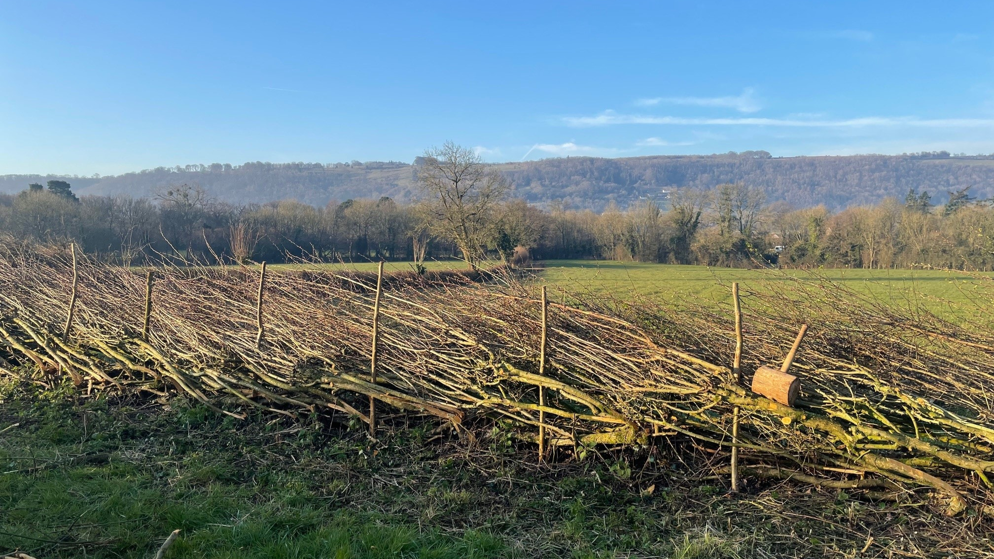 Bristol Water begin hedge laying project to enhance biodiversity at Blagdon Lake
