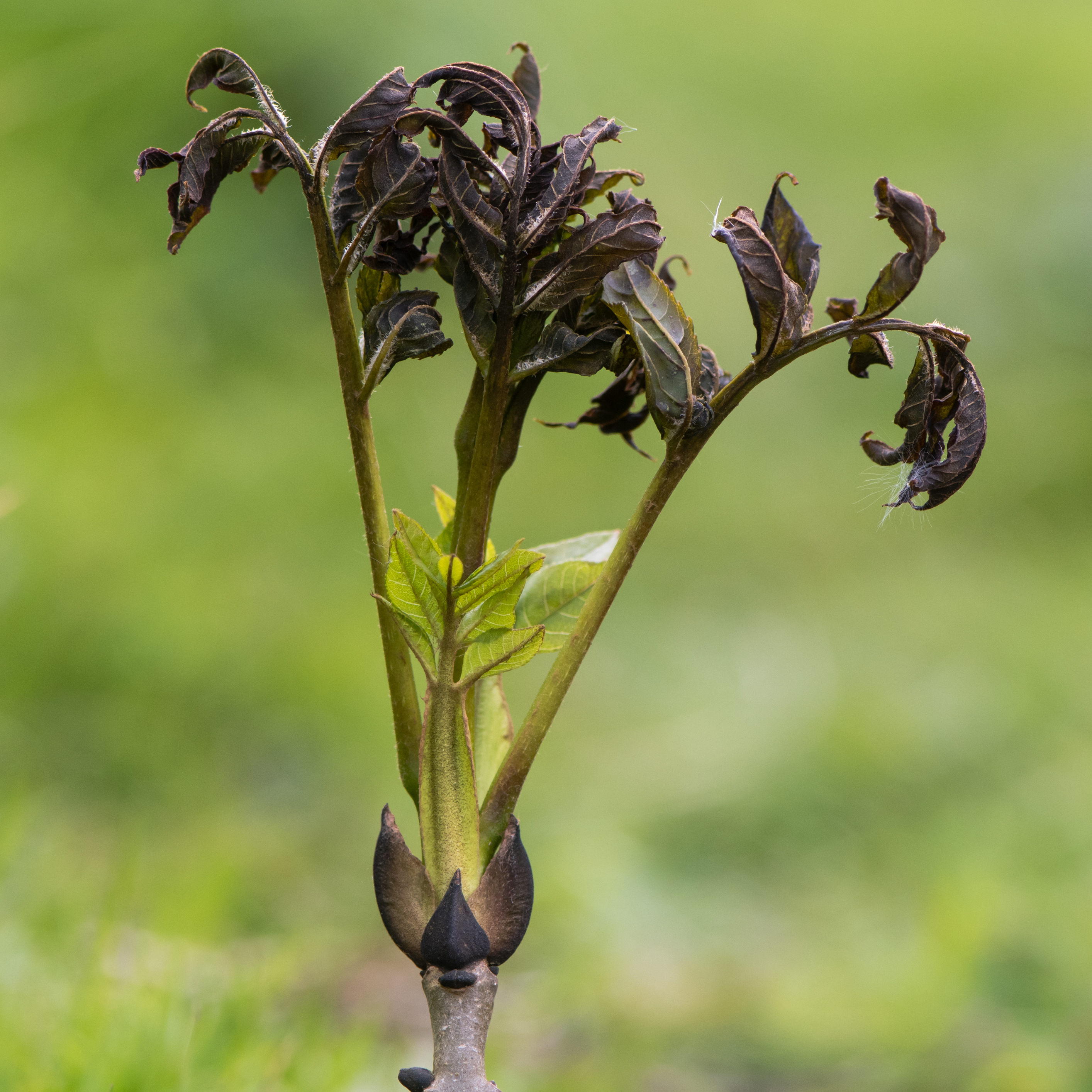 Vigo and Blagdon Woods affected by Ash dieback