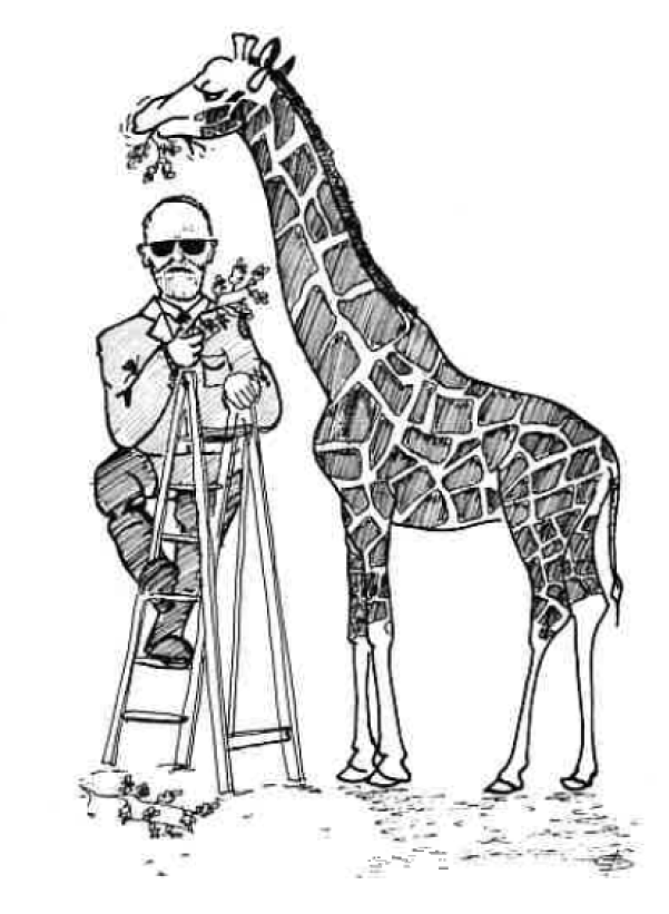A cartoon of a man climbing a ladder to feed a giraffe some foliage.