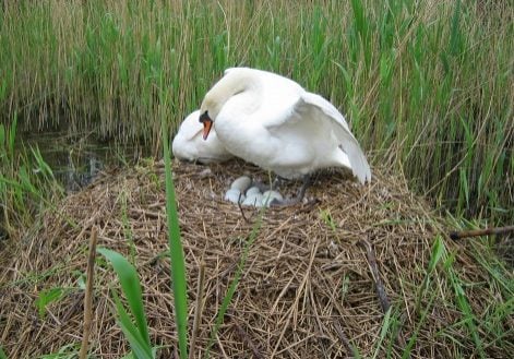 Swan on a nest full of eggs surrounded by long grass