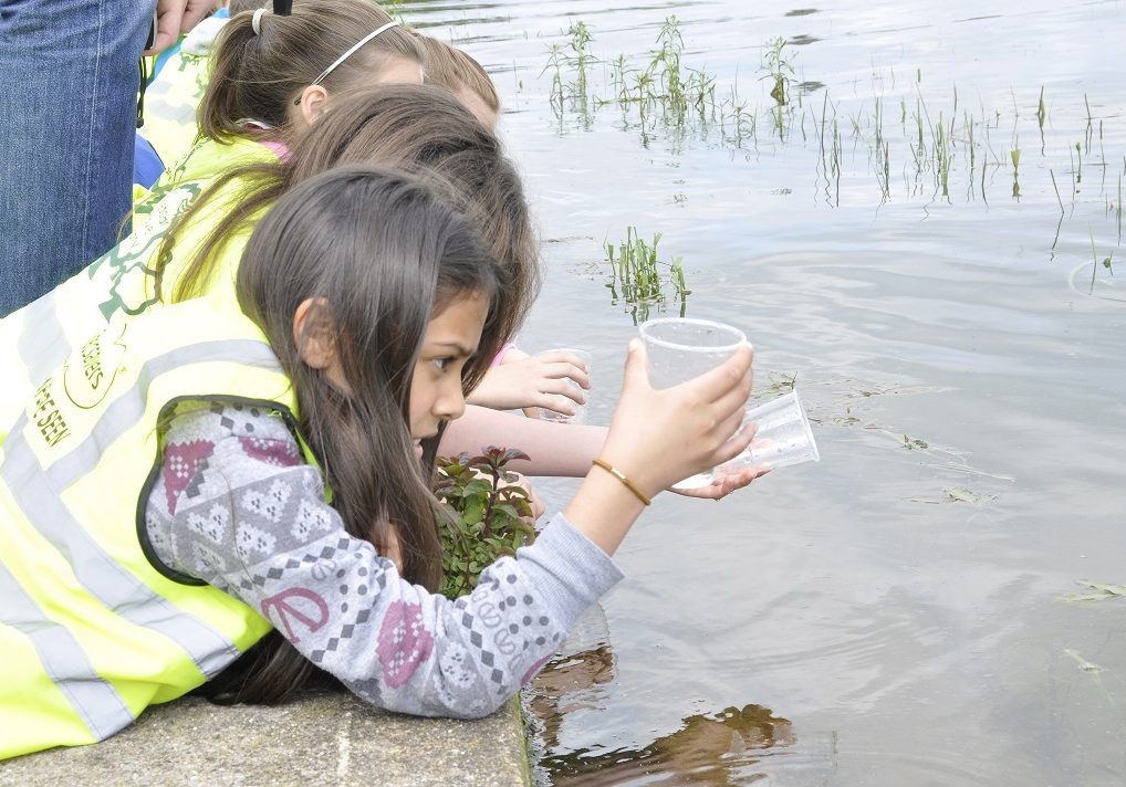 A little girl in a high vis vest leaning over a pond, looking at a clear cup with tadpoles in