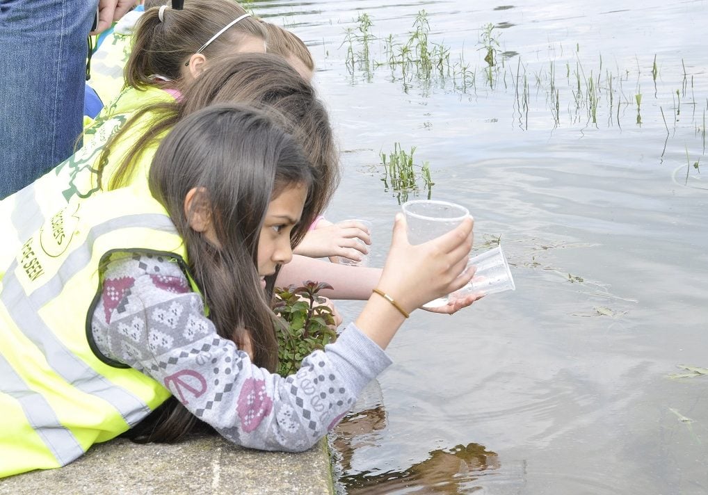 A little girl in a high vis vest leaning over a pond, looking at a clear cup with tadpoles in A little girl in a high vis vest leaning over a pond, looking at a clear cup with tadpoles in