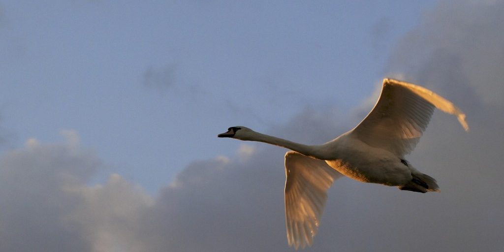 a swan flying 
