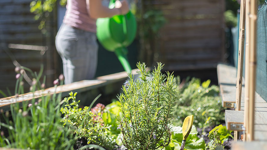 What’s the best way to water plants?