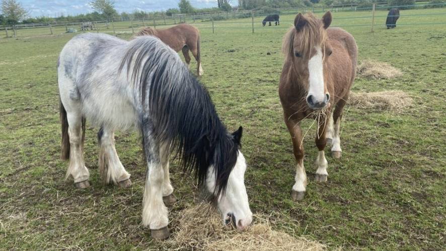 Bristol Water donates hay to hungry rescue horses amidst a national shortage