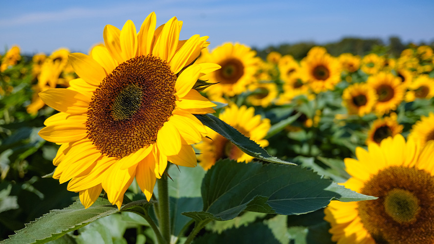 How to keep your gardening looking blooming in hot weather